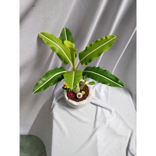 Chậu chuối đất sét cao 40cm