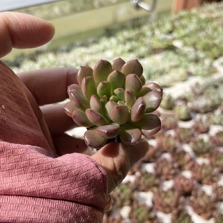 Sen Ruby Đỏ sen đá MINI cực dễ thương lên màu đỏ