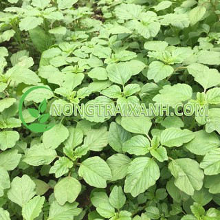 5gr - hạt giống rau dền cơm