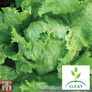100h Hạt Giống Xà Lách Cuộn Chịu Nhiệt WEBBS (B1.203 | C17)  THANHHUONG