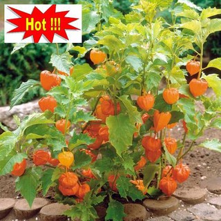 Hạt giống Anh đào đất, cây Thù dù, cây Tầm bóp