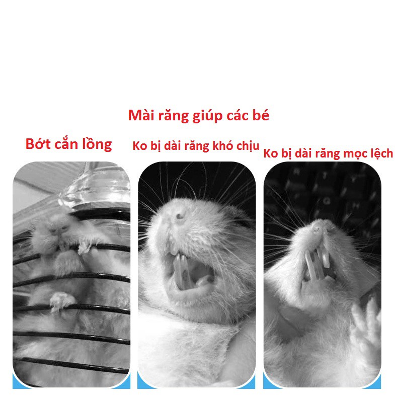 Hộp bàn chải Mài răng Jonsanty, mài răng Hamster, Guinea Pig (bọ ú, chuột lang), thỏ, sóc bắc Mỹ, Chinchilla