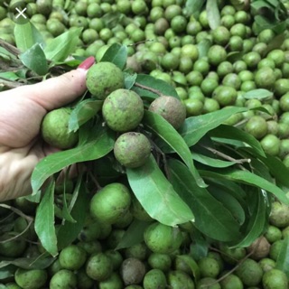 Ô mai Sấu Non (65k-500g)
