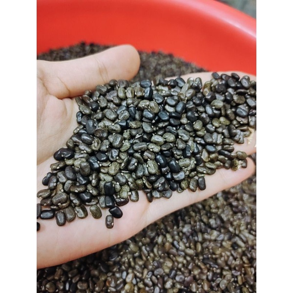 Sỉ hạt giống hoa đậu biếc 1kg