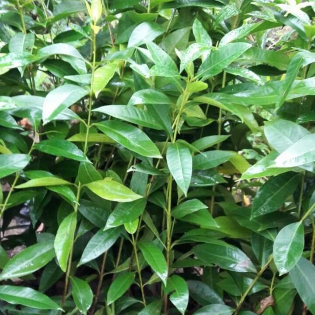 Cây vối nếp