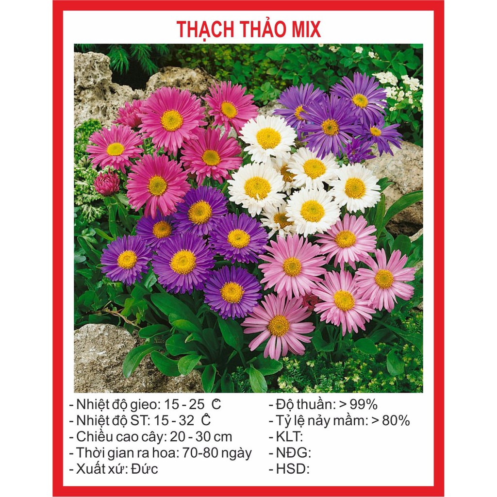 Hạt Giống Hoa Thạch Thảo Lùn Mix 50 Hạt