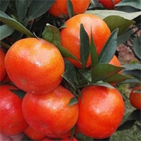 Phân Bón Kali Bo Canxi Bo 25g. Kích Thích Ra Hoa Đậu Quả, Quả To, Chắc, Ngọt