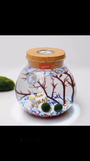 Set Tảo cầu Marimo bình thuỷ tinh đèn LED (như hình)