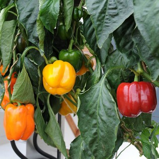 10 Hạt giống Ớt chuông mix 