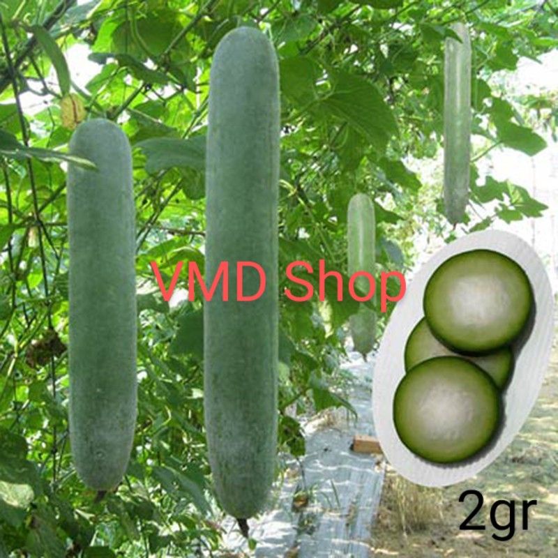 Hạt giống Bí Sặt