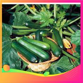 [TOP] Hạt Giống Bí Ngòi Xanh F1 - 10 hạt [ Tặng Kèm 1 Viên Nén Xơ Dừa ] VIETGAR