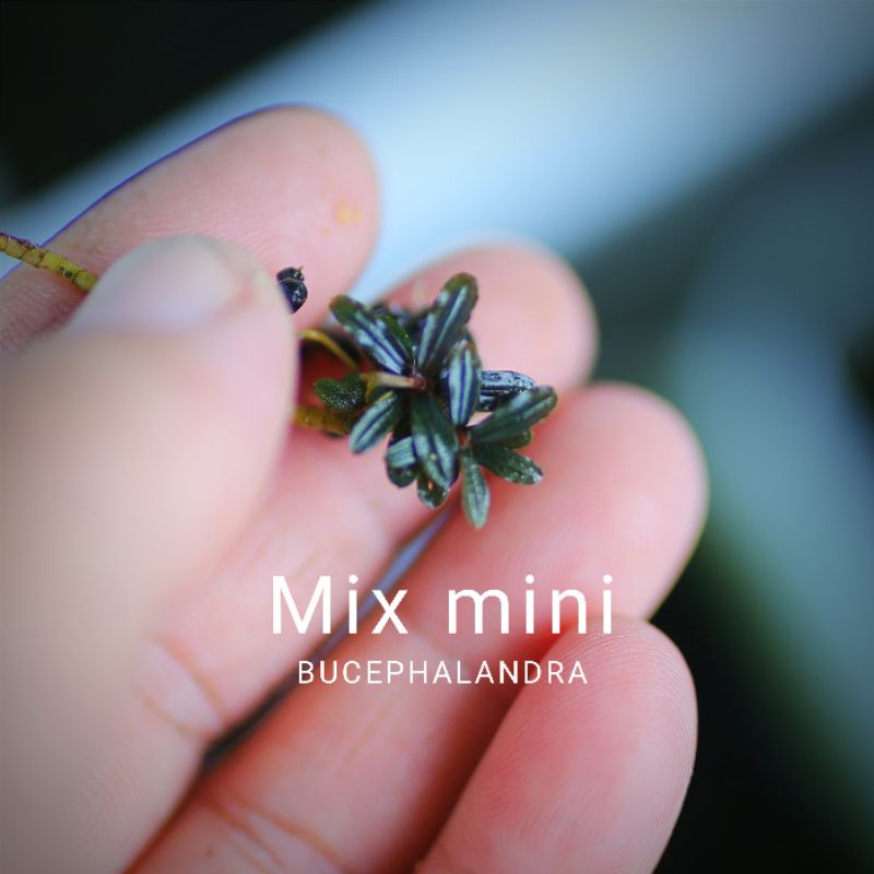 Bucep mix mini | Cây thủy sinh | Hàng ngọn | lá cạn