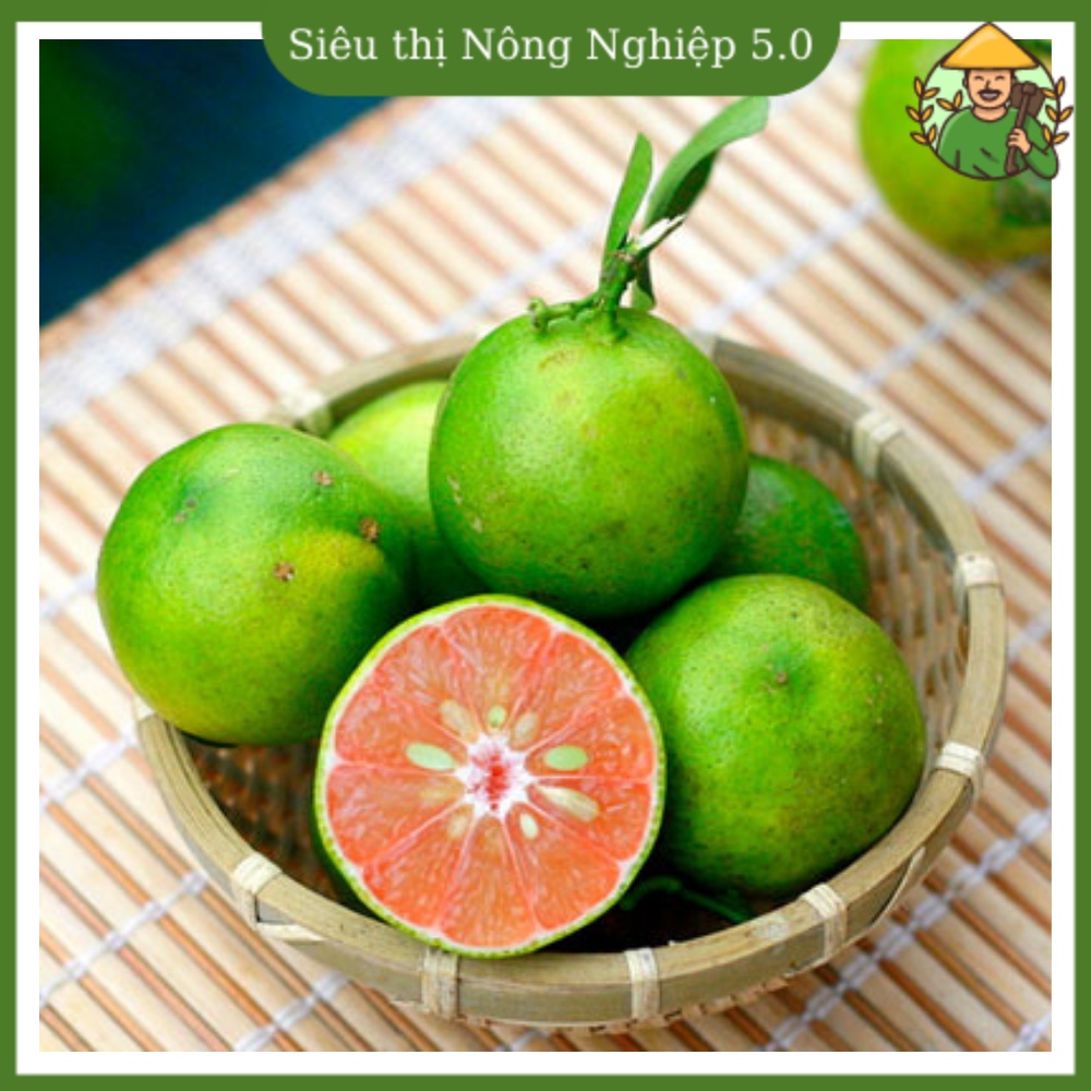 Cây giống chanh đào F1, cây chanh đào cao 60m - 70m, giống chanh đào đại học nông nghiệp 1