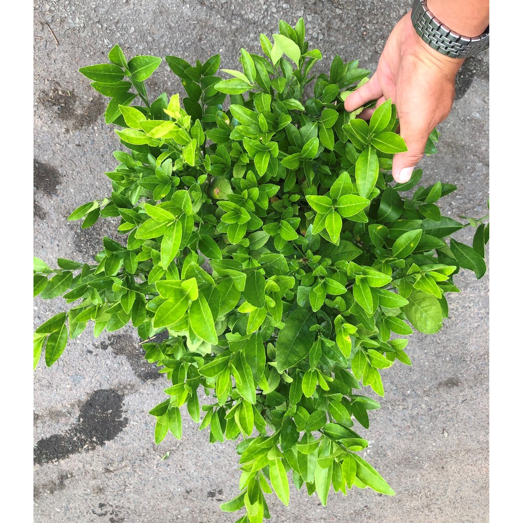 Chậu cây chanh Bắc gốc to cao 50 - 70 cm