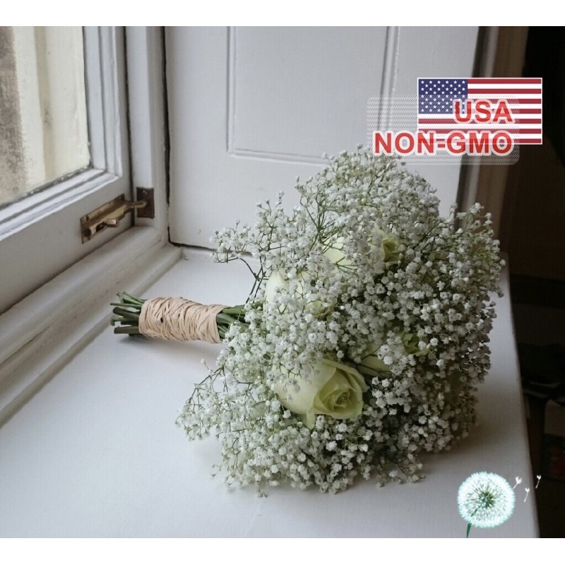 Hạt Giống Hoa Baby Breath Bông Nhỏ | SL: 50 HẠT