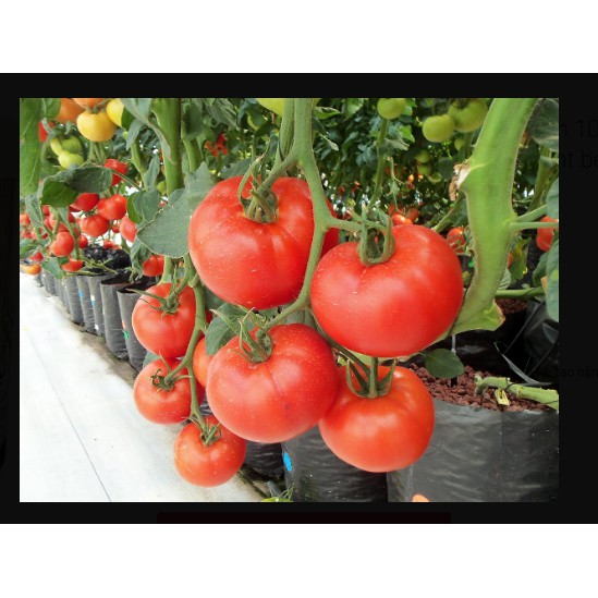 Bột thuỷ canh AB hộp 1 kg (pha 500 đến 1000 lít dung dịch) - hydroponic fertilizer NPK + micronutrient better