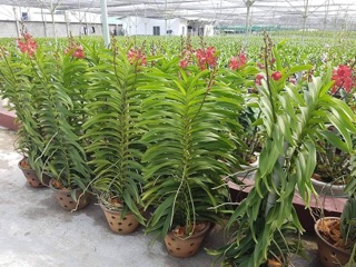 Combo 10 cây Lan mokara màu đỏ