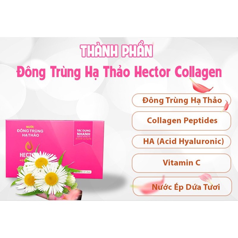 Nước Đông Trùng Hạ Thảo Hector Collagen Hộp 10 Chai Hector Cordyceps Collagen