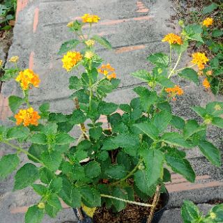 Cây ngũ sắc màu cà rốt thái