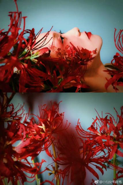 Hoa lụa - Bỉ ngạn hoa