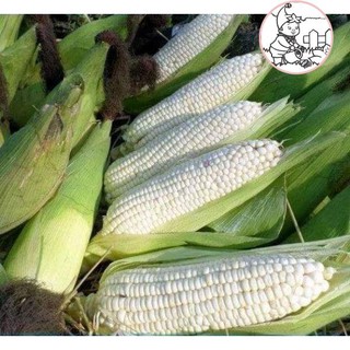 HẠT BẮP NẾP NÙ - GÓI 100 GRAM