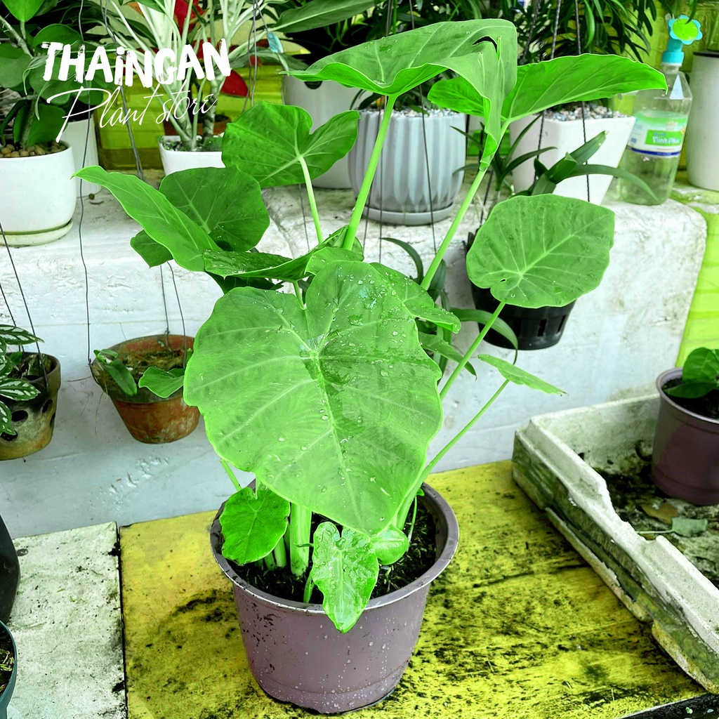 Cây Bạc Hà Dọc Mùng, Rau Sạch Vườn Trồng - Vườn Ươm Thái Ngân