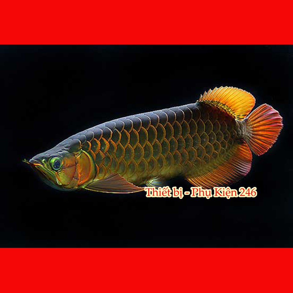 Chai số 7 : Special Arowana Internal Bacteria(Thuốc hỗ trợ phát triển lên màu sắc) thuốc chữa bệnh cho cá rồng