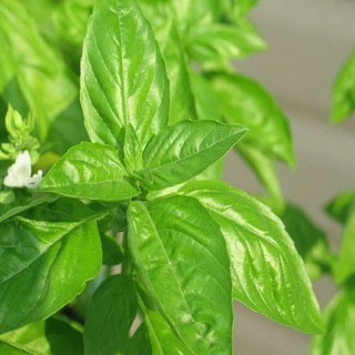 2gr - HẠT GIỐNG HÚNG TRẮNG ( RAU THƠM SẢ)