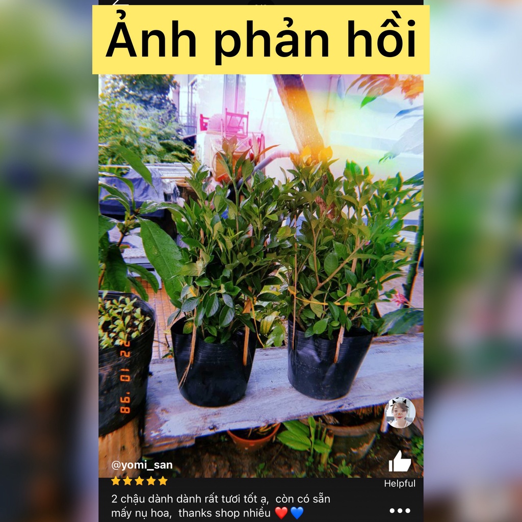 Caykiengsadec - cây hoa dành dành+ tặng phân bón-trang trí nội thất cảnh quan sân vườn ngoài trời - hoa kiểng lá