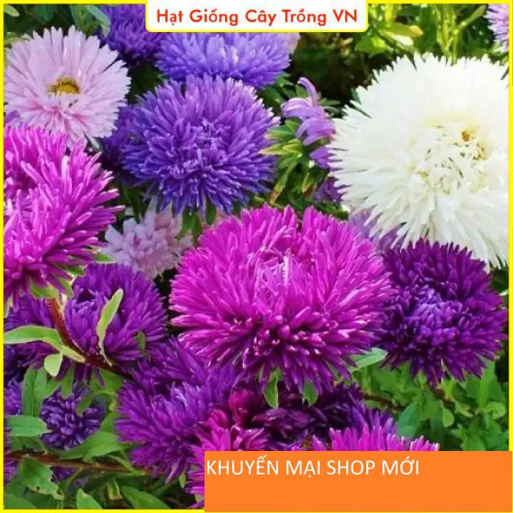 Hạt Giống Hoa Cúc Công Chúa Nhiều Màu Rực Rỡ khuyến mại shop mới