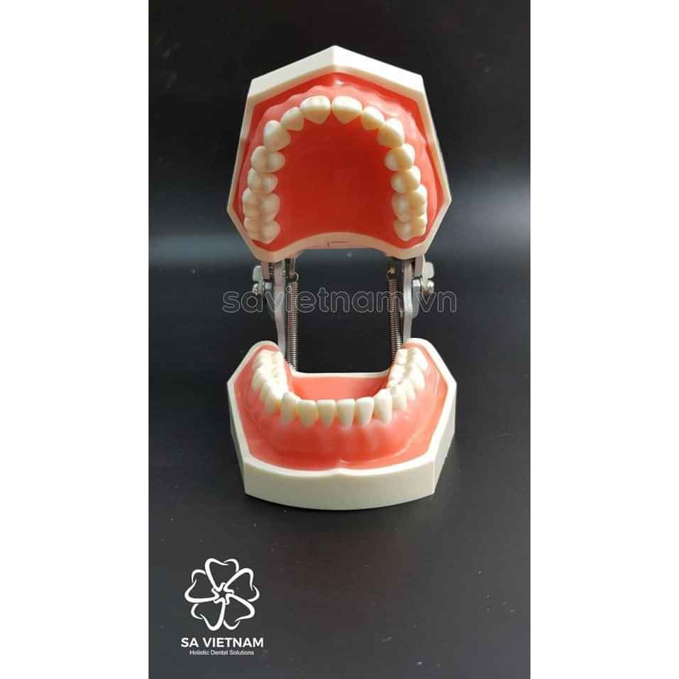 Mẫu hàm răng tiêu chuẩn có thể thay răng dùng thực hành mài cùi trong nha khoa thẩm mỹ
