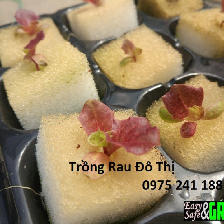 288 viên mút xốp ươm hạt kích thước 25 x 25 x 25mm hàng nhật chất lượng cao