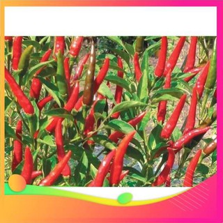 Gói 0.1g hạt giống ớt chỉ thiên siêu cay F1 UY TÍN, GIÁ RẺ, CHẤT LƯỢNG BÀ CON AN TÂM ƯƠM MẦM