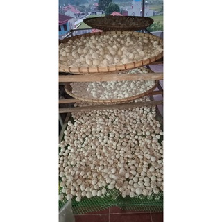 Men Ủ Rượu Cây Lá Men