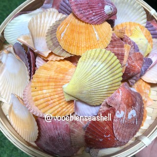 Sò điệp màu vỏ ốc biển làm phụ kiện trang trí