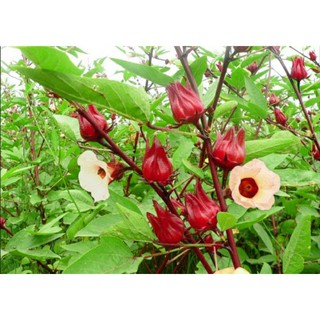 Hoa Atiso Đỏ 100G