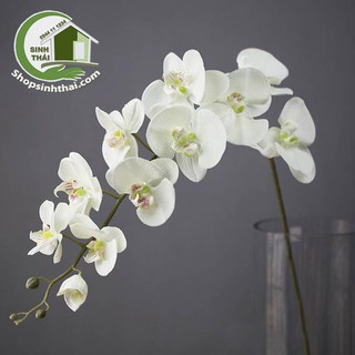 Cành hoa lan Thái 9 bông - màu trắng dài 95cm