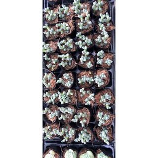 Combo 30 Sen đá chậu bầu nhỏ (30 tặng 2)