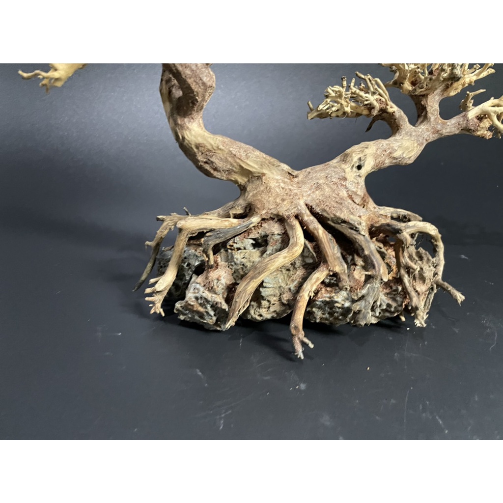 Lũa Bonsai, Lũa thủy sinh dùng trang trí hồ cá cảnh, hồ thủy sinh, văn phòng, nhà cửa