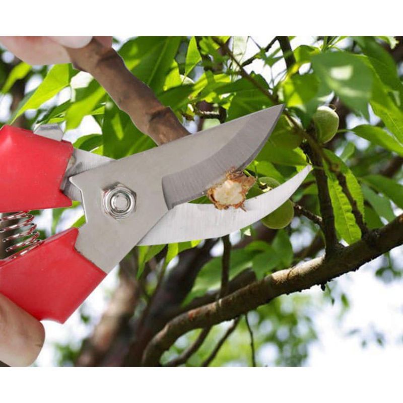 Kéo cắt cành nhỏ lưỡi cong, có lò xo trợ lực, có bọc nhựa nên tay cầm không bị đau.