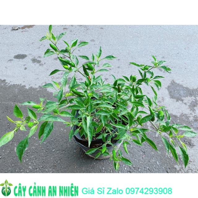 Bụi Ớt Hiểm Trái Lớn