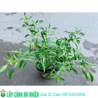 Bụi ớt hiểm trái lớn