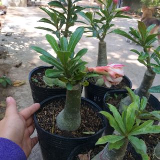 Sứ thái ghép 1 nhánh