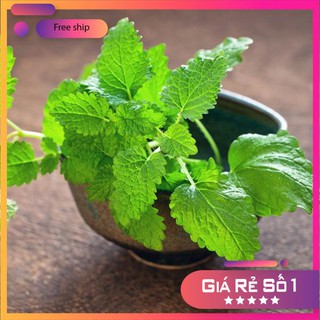 Hạt giống bạc hà âu LUCKY.VN