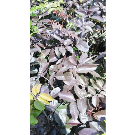 CÂY GIỐNG NHÃN LONG TÍM TỨ QUÝ