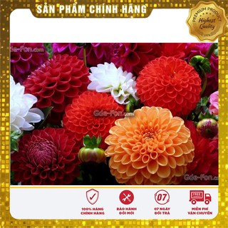 Hạt Giống Thược Dược Tổ Ong
