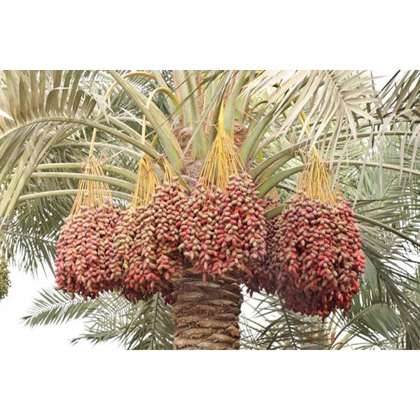 CHÀ LÀ KHÔNG ĐƯỜNG SẤY IRAN 500G