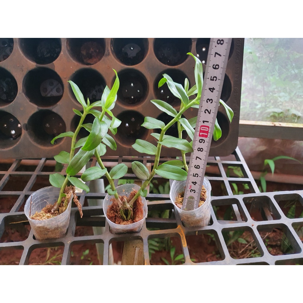 [Giá hủy diệt] phi điệp 5ct mủi trắng