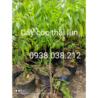 CÂY CÓC THÁI LÙN