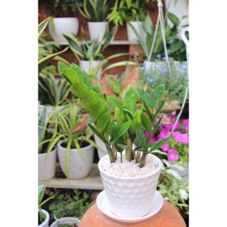 Chậu cây kim tiền mini